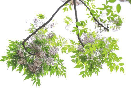 怒放的苦楝花似团团紫云.