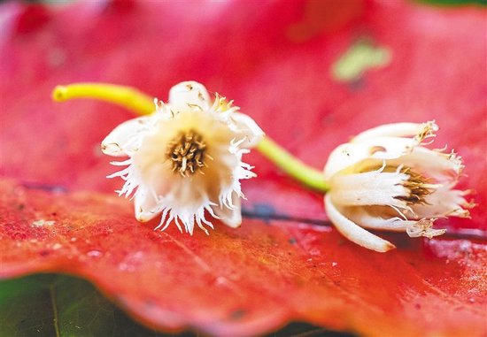 海南杜英树上的倒挂美人