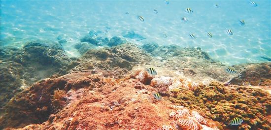 万宁大洲岛:这里有一个鱼类"育婴场"