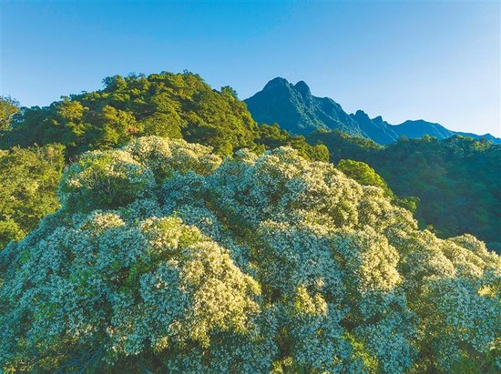 海南杜英树上的倒挂美人