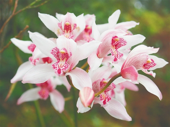 海南:幽兰生琼崖 含熏待清风