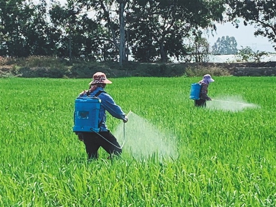 在东方市感城镇南繁水稻制种现代农业产业园的水稻制种基地,工作人员