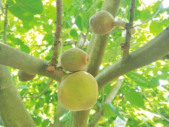 椰蜜果在琼海试种成功 最大单果重达1107克_新浪海南_新浪网