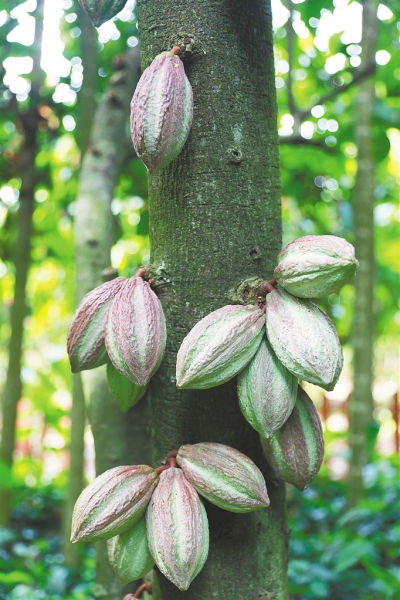 万宁兴隆热带植物园的可可. 本报记者 李天平 摄