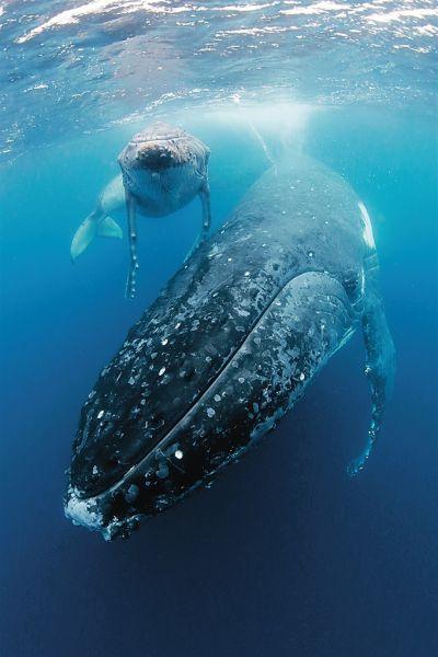 喜爱潜水的张帆跑遍世界各地,用镜头记录下了他与抹香鲸,蓝鲸,大齿鲸