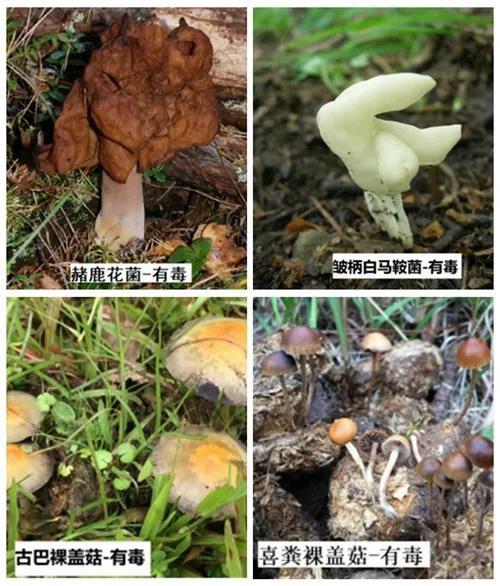 海南人这些野生蘑菇千万别吃详细图示教你辨别