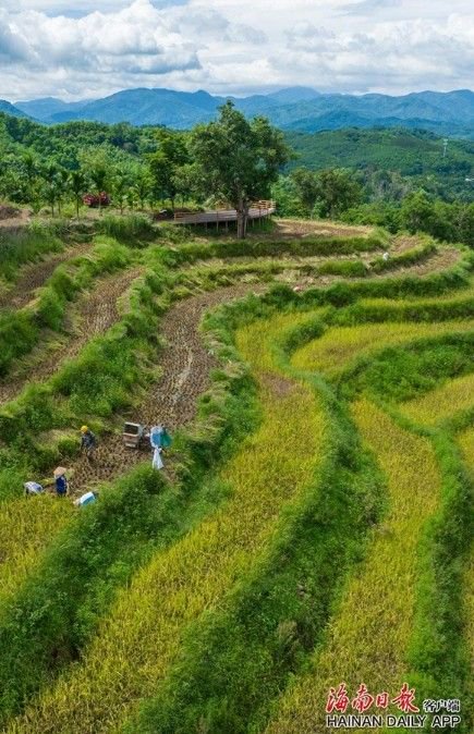 组图|五指山牙胡梯田早稻收获忙