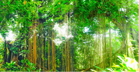 想寻一片清凉之地?一起来琼中百花岭降降温_新浪海南_新浪网