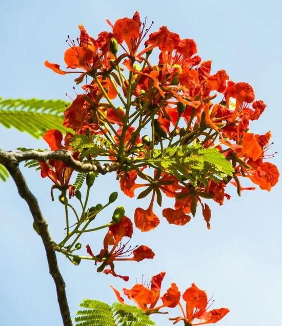 这个夏天,我们一起去看凤凰花开吧!