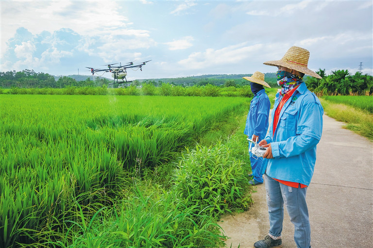 在琼海市博鳌镇北山村,海南农飞客工作人员用植保无人机给水稻打药.