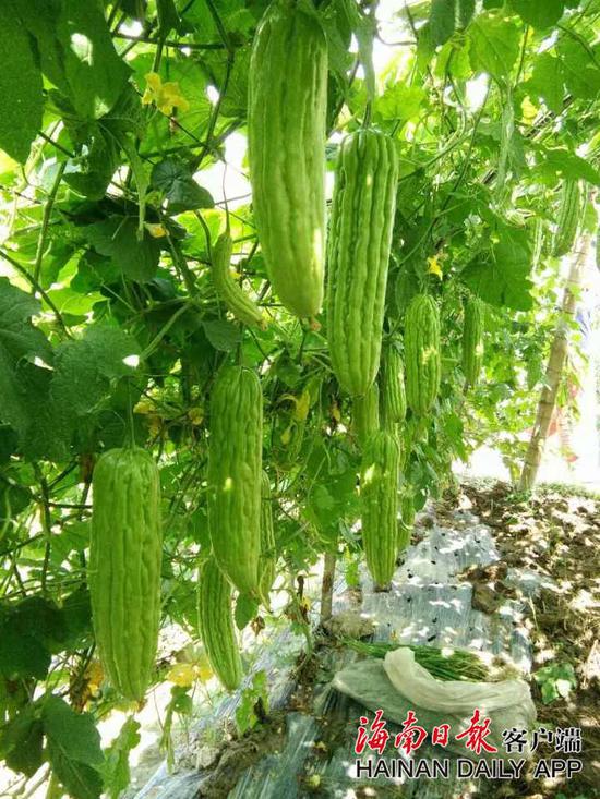 海南研发海研2号苦瓜品种亩产逾4000公斤亩产值15万元