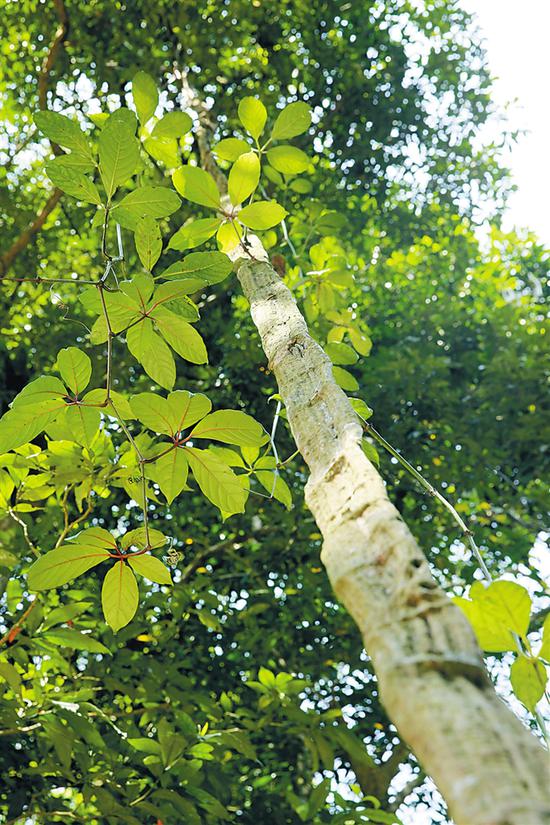 百花岭上的扁担藤.海南日报记者 苏晓杰 摄