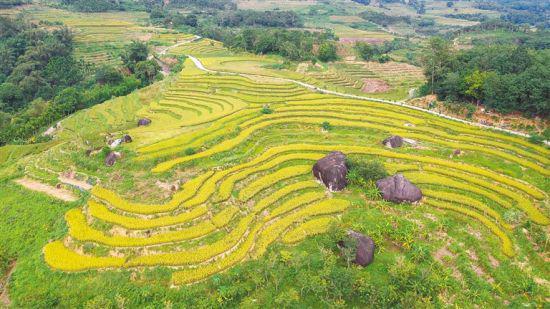 五指山市毛阳镇牙胡梯田大地染金
