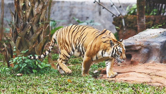 海南热带野生动植物园大年初一上演"虎年大戏"