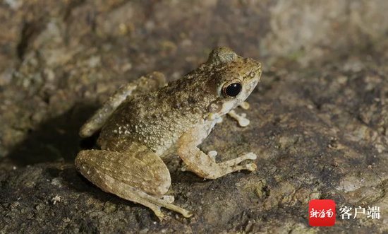 小湍蛙 amolops torrentis05海南湍蛙生活在海800m~850m水流湍急的