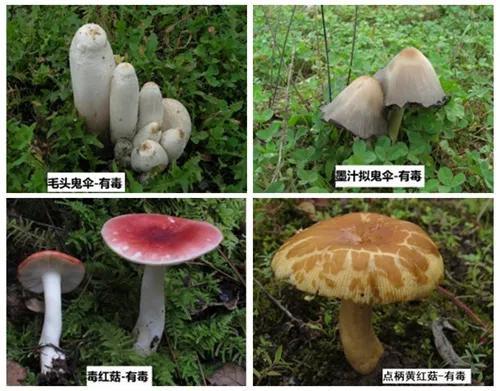 海南人这些野生蘑菇千万别吃详细图示教你辨别