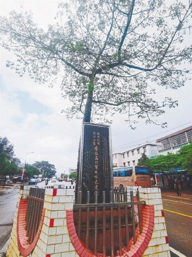 追寻琼崖一抹红