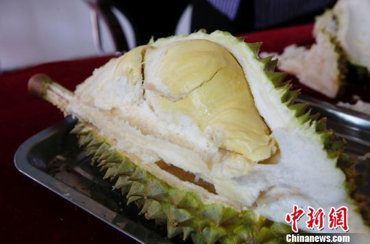 榴莲在海南保亭成功挂果 专家表示审慎乐观