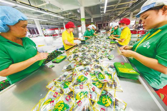 位于万宁长丰镇的雅利槟榔厂,工人们各自忙碌在自己的生产线上.