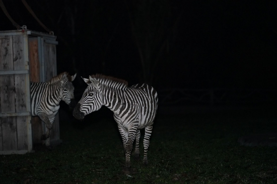 又上新了！海南热带野生动植物园迎来一批远道而来的动物朋友