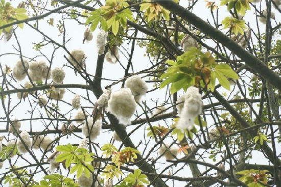 木棉花絮。（2020年4月12日李公羽摄于儋州东坡书院）