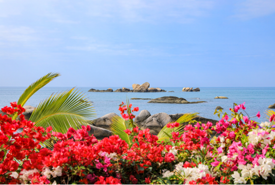 图:三角梅怒放枝头与大海相映成趣,构成了一幅唯美争艳的动人画卷