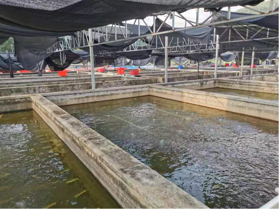 据悉,光坡镇澳洲淡水小龙虾养殖基地的每一只澳洲小龙虾都有一个属于