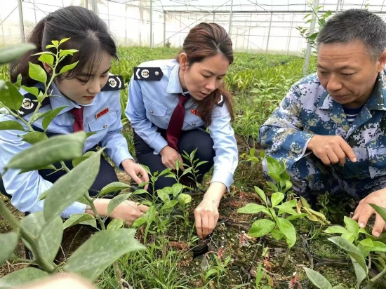 　　图为琼中县税务局春风行动青年志愿队与海南翔尔生态农业公司负责人王有华在种植基地聊绿橙、送政策 王露摄