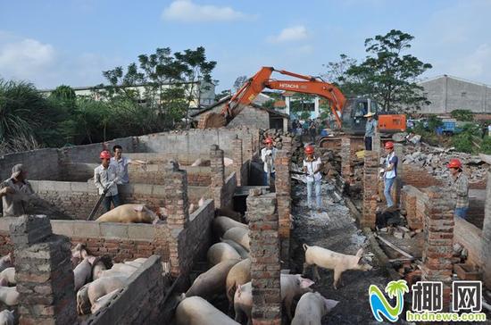 海口"除臭" 拆除19家养猪场