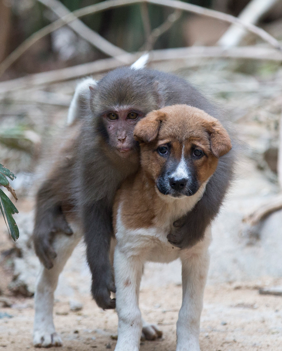 野猴子闯入居民区把小狗当马骑图