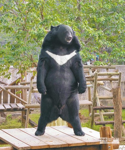 无奇不有,网友解读更是天马行空,高雄寿山动物园里一只站立的台湾黑熊