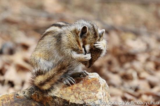呆萌的花栗鼠冬眠醒了