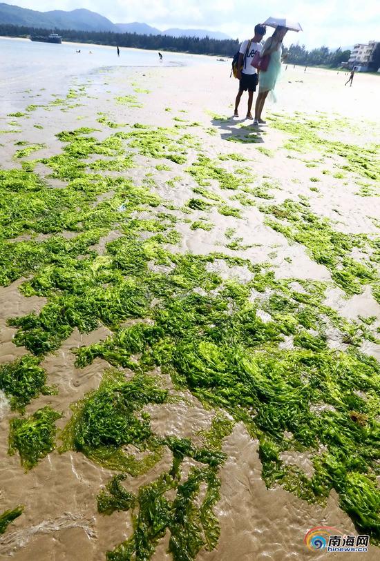 三亚海棠湾遭绿藻入侵部分海滩被绿藻覆盖