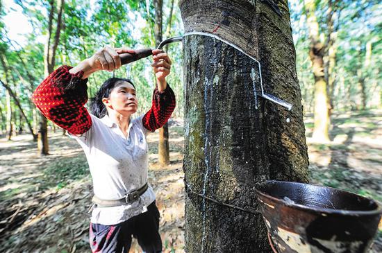 海胶集团龙江分公司胶工在割胶.海南日报记者 袁琛 摄