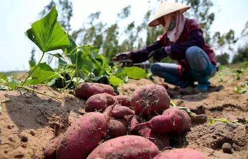 儋州海头地瓜已上线!