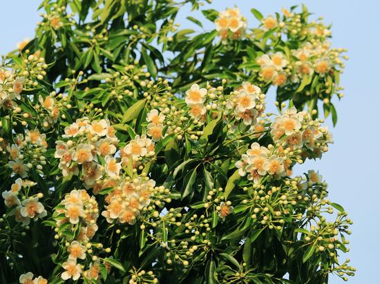 三亚亚龙湾热带天堂森林景区荷木花盛开