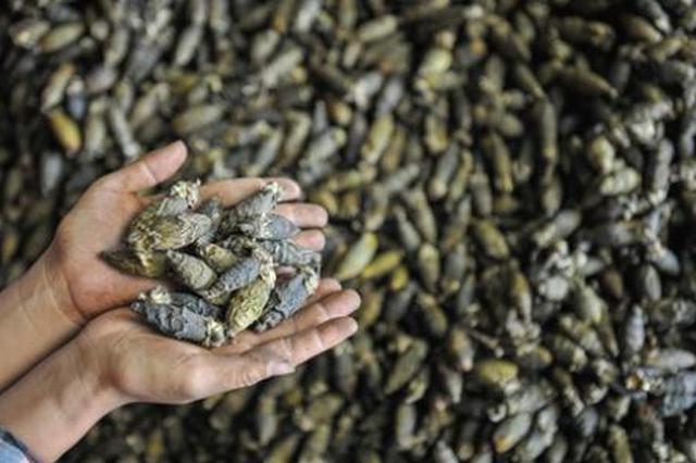 我省启动槟榔病虫害重大科技计划项目