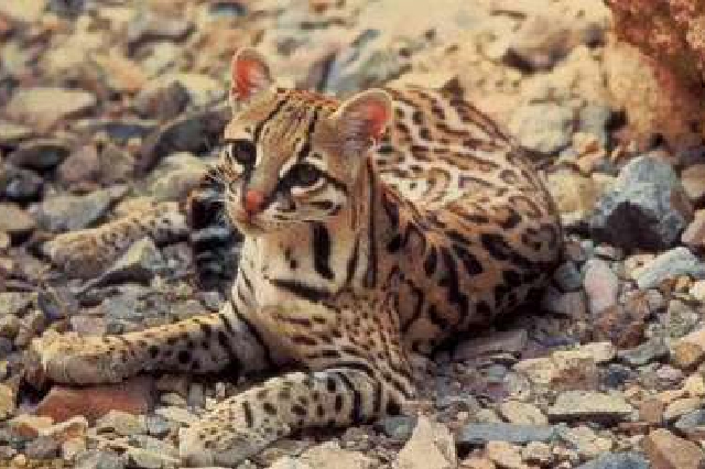 海南昌江海尾湿地公园发现国家二级保护动物豹猫