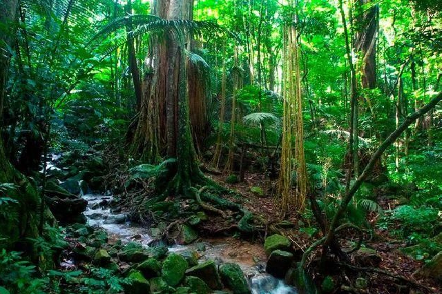 海南热带雨林国家公园核心保护区生态搬迁基本完成