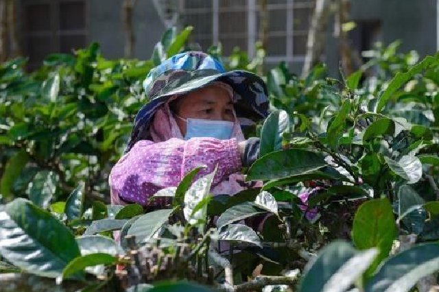 从荒地到绿园，海南澄迈苦丁茶带来“甜”日子
