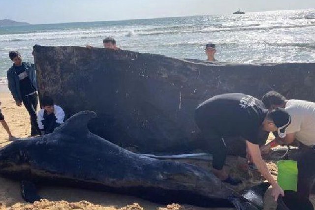 一受伤鲸鱼三亚海滩搁浅 救援人员将24小时轮流看护