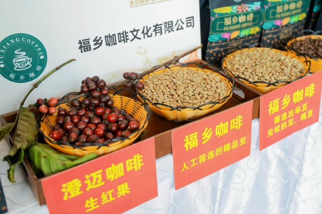 海南冬交会|澄迈咖啡区域公用品牌推介会在海口举行