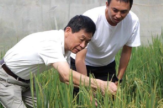 水稻会“犯困午休”？吃芒果会过敏……这些题，在海南有解