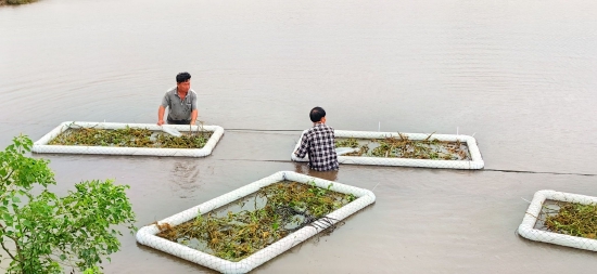 种植水生植物 净化河流水质（张尹森摄）