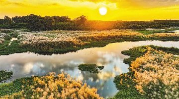 东方：芦苇花海冬日荡漾