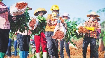 种植油茶：扮靓乡村助力富民