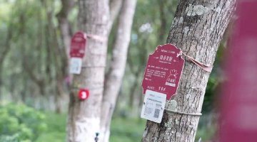 东方市铺就黄花梨生态价值转化新路径