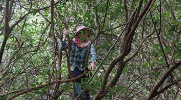 昌江油茶产业变身助农增收“金果子”