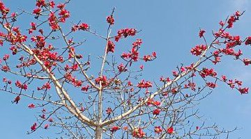木棉花开春意浓，繁花引客踏春来