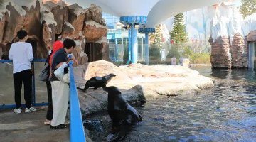 儋州春节假期接待游客161.54万人次